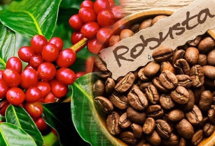 Giá cà phê hôm nay 4/4: Robusta Việt Nam đang đạt mức cao kỷ lục tính từ 2 năm trở lại đây