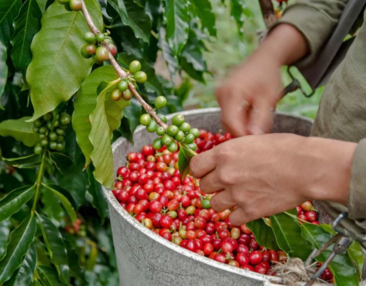 Giá cà phê hôm nay 17/4: Tăng vọt do tồn kho Robusta đang dần cạn kiệt!