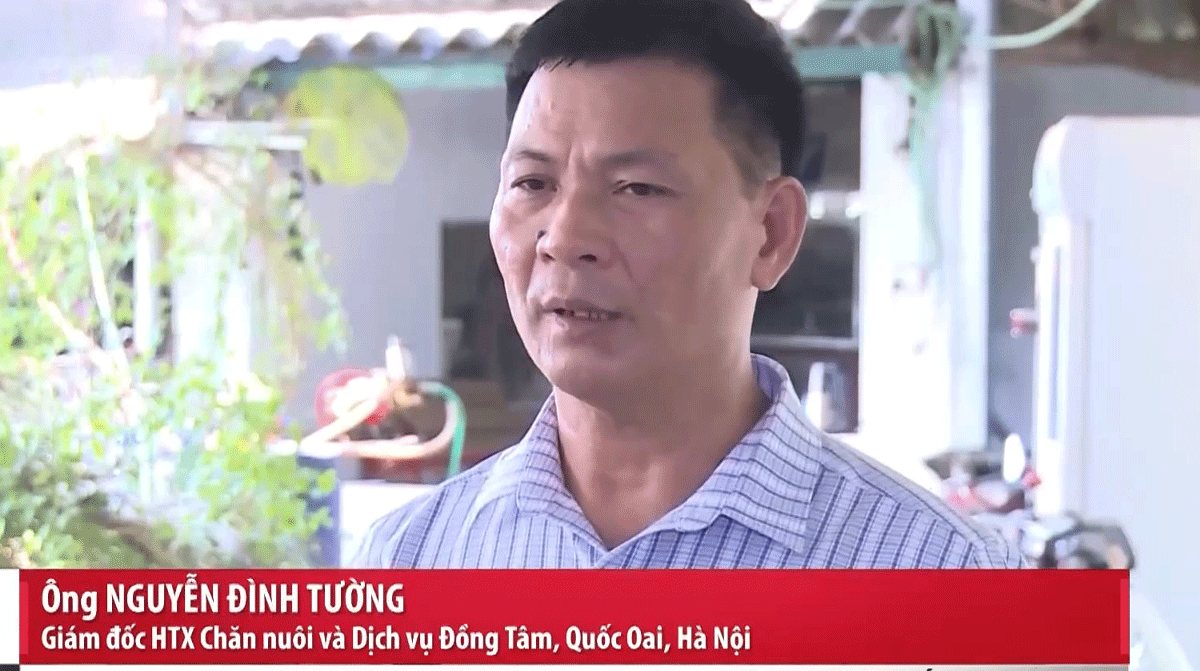 Netizen xôn xao khi Giám đốc HTX Chăn nuôi trong bản tin VTV khẳng định: 100% không có lòng se điếu