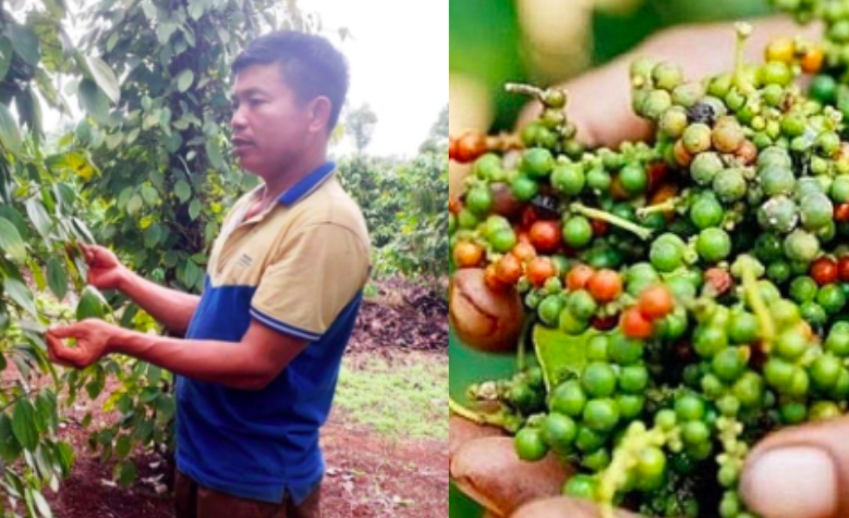 Giá tiêu hôm nay 8/5/2025: Người nông dân đón tin vui về giá tiêu trong nước