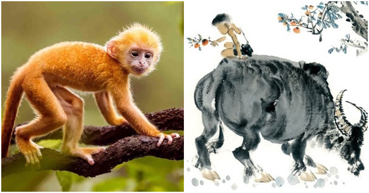 Từ ngày 10/5, 4 con giáp sau đây nên bình tĩnh, thận trọng tránh những rủi ro không đáng có
