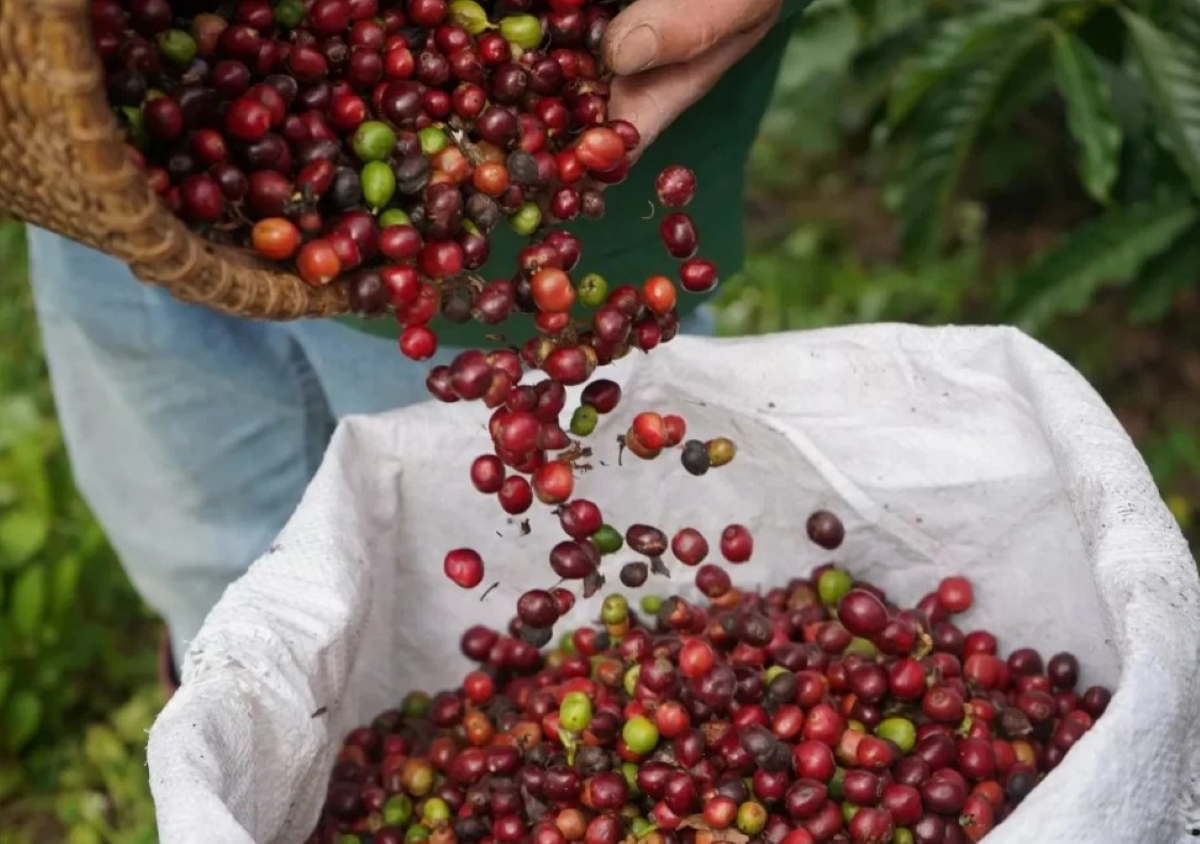 Giá cà phê hôm nay 15/5: Bất ngờ \'quay xe\' giảm ác liệt, có nơi \'sụt\' tới 2.500 đồng/kg 