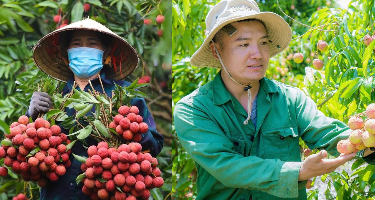 Giá vải đầu mùa \'đắt như tôm tươi\', người có tiền muốn mua cũng phải đắn đo