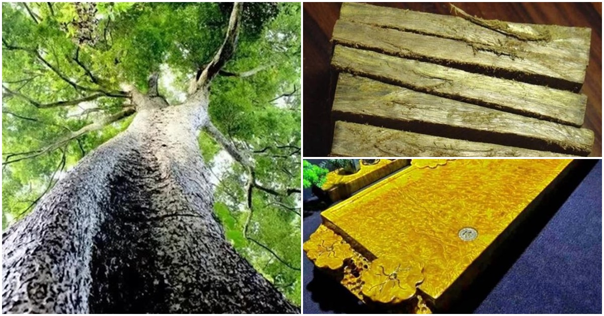 Ông lão nhặt được khúc gỗ đen sì khi đang chặt củi trên núi, sốc khi chuyên gia khẳng định là kho báu trăm tỷ
