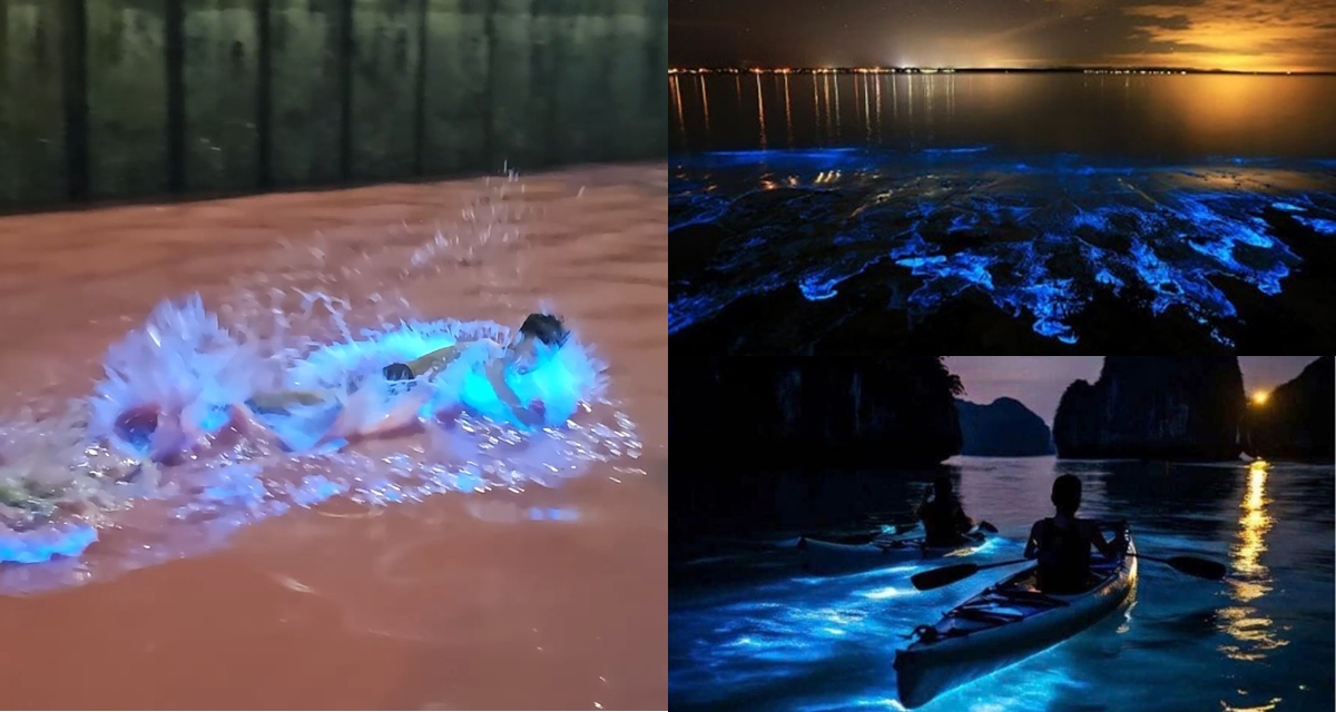 Sốc: Nước biển Hạ Long đột ngột chuyển màu đỏ au, phát ánh sáng xanh kỳ lạ trong đêm, lý do là gì?
