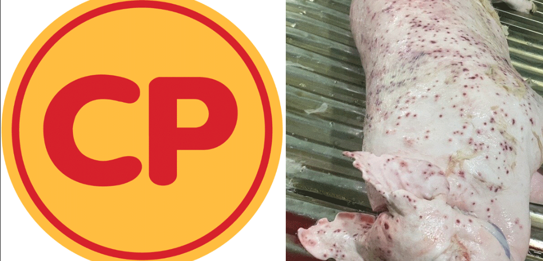 Sở NN & MT tỉnh Sóc Trăng thông tin nóng về ảnh heo bệnh được Công ty C.P trà trộn bán ra thị trường