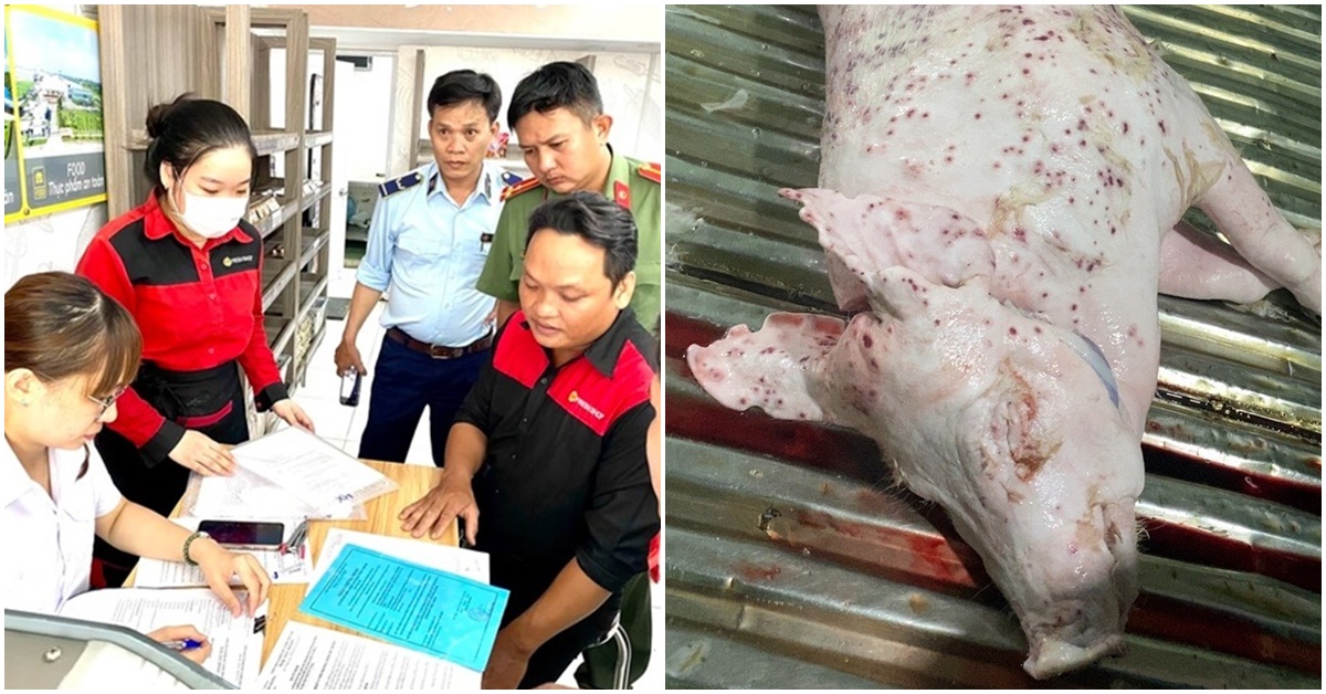 Thông tin nóng vụ Công ty C.P bị tố bán thịt heo mắc bệnh, loạt sai phạm được phát hiện sau kiểm tra