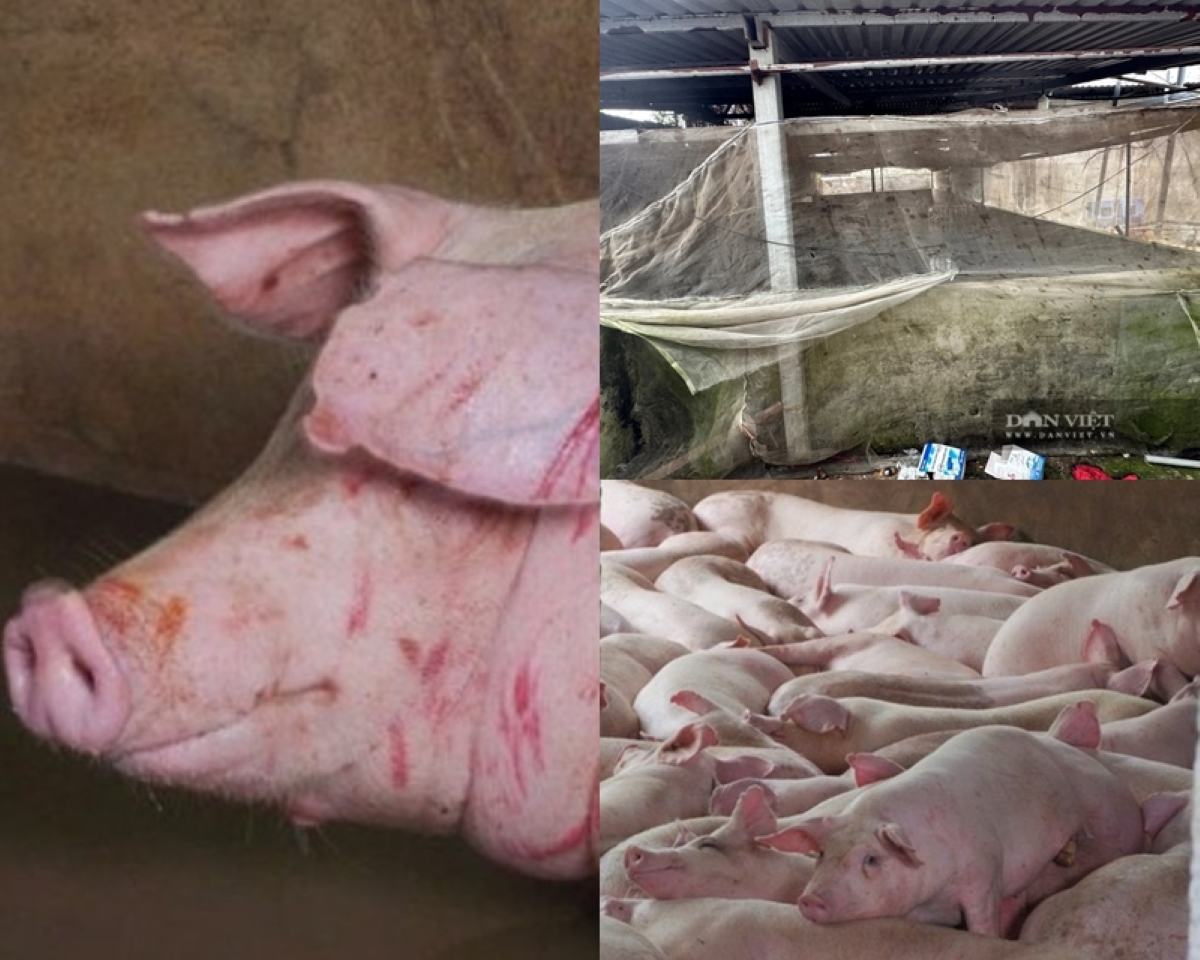 Thông tin mới tại cơ sở giết mổ heo gia công cho Công ty C.P Việt Nam tại Hậu Giang
