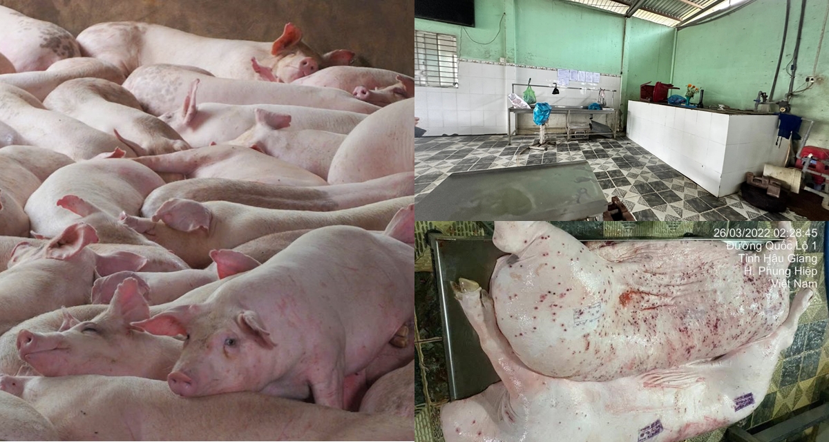 CĐM phát hiện chi tiết khó chối cãi vụ bị tố bán heo bệnh, Công ty C.P. Việt Nam thừa nhận sự thật
