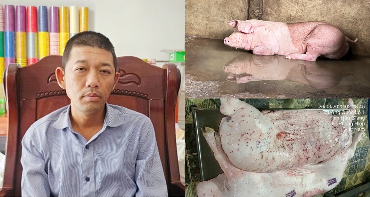 Tin nóng vụ Công ty C.P bị tố bán heo bệnh, người tố cáo tiết lộ còn bí mật sốc chưa công bố
