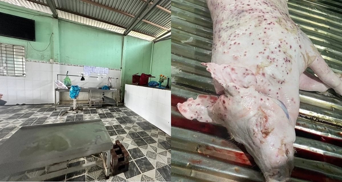 Lãnh đạo Bộ NN-MT tuyên bố nóng về vụ C.P. bị tố bán heo bệnh, sẽ chuyển hồ sơ sang Bộ Công an 