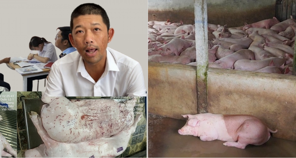 Vị cán bộ bí ẩn trong vụ C.P. bị tố bán heo bệnh, Thứ trưởng Bộ NN-MT trực tiếp yêu cầu điều tra