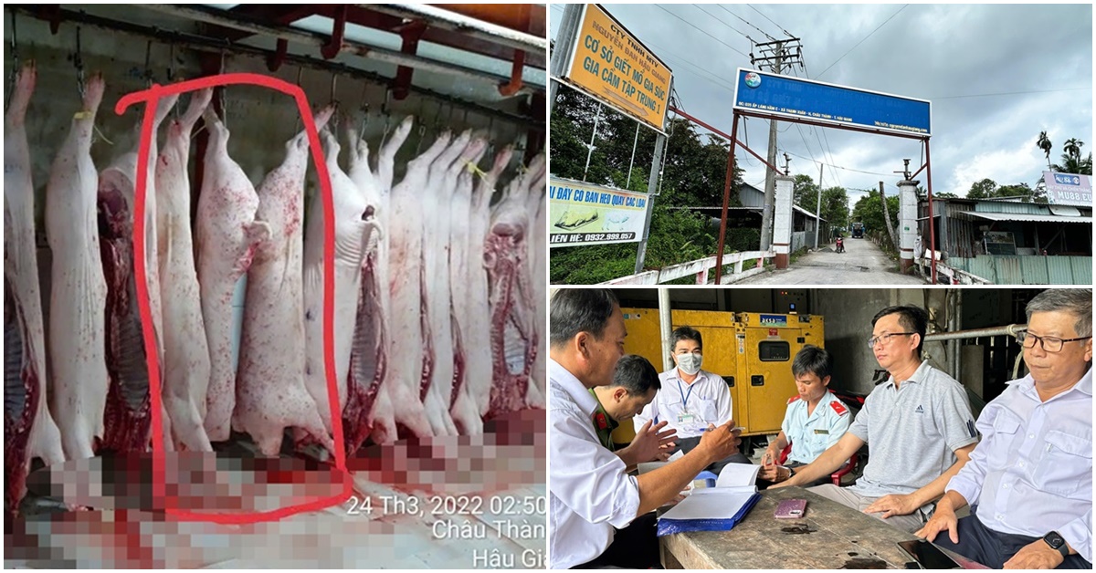 Cơ quan chức năng tuyên bố nóng về hình ảnh heo đầy đốm lạ của ‘người tố C.P Việt Nam’ tung thêm gây chấn động