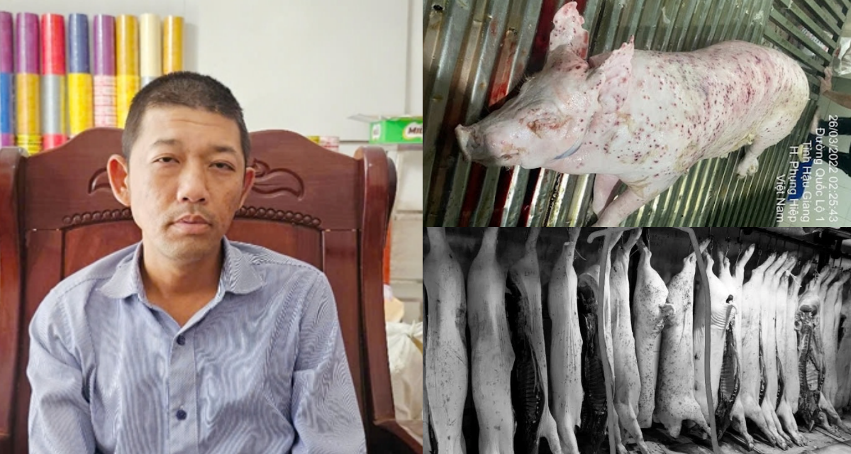 Ông Liễu Quý Ngân nhận tin vui lớn từ cơ quan chức năng, vụ C.P. bị tố bán heo bệnh có diễn biến nóng
