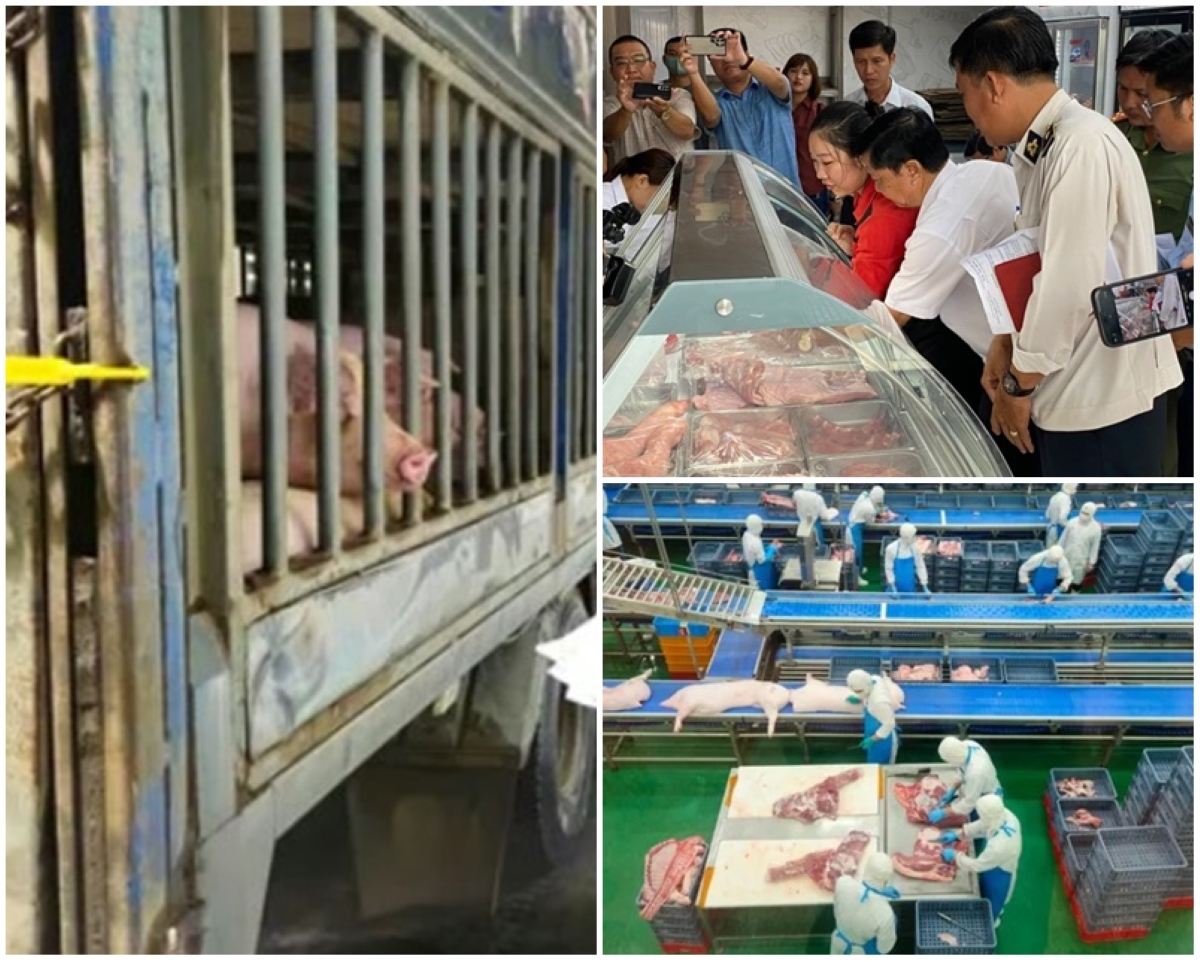 Kiểm tra đột xuất chi nhánh giết mổ tại Hà Nội của Công ty C.P trong đêm: Sốc vì 1 con số \'khủng\'