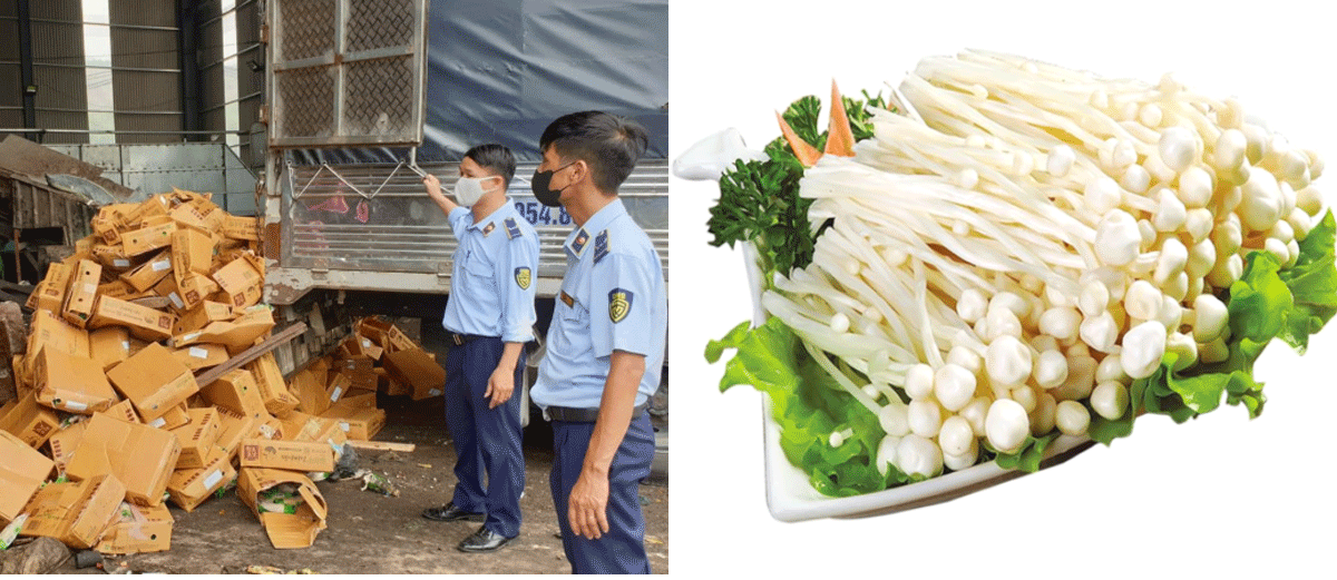 Hà Nội: Tiêu hủy hơn 2,5 tấn nấm kim châm quá hạn sử dụng, phạt công ty vi phạm 70 triệu đồng