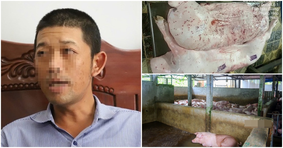 Cơ quan cảnh sát thông tin nóng vụ C.P Việt Nam bị tố bán heo bệnh: Không khởi tố vụ án vì không có dấu hiệu phạm tội