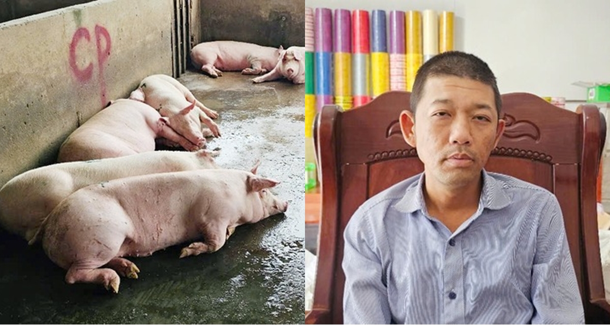 Ông Liễu Quý Ngân tuyên bố đúng 1 câu sau thông báo không khởi tố vụ án tố bán heo bệnh ở C.P