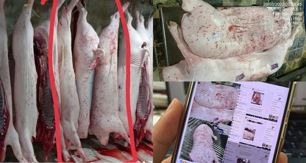 Thông tin nóng về cán bộ đóng dấu ‘được lưu thông’ lên heo bệnh của C.P, đã có án phạt chính thức