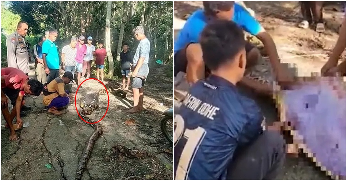 Chấn động Indonesia: Phát hiện thi thể người đàn ông trong bụng con trăn dài 9m sau khi cho gà ăn