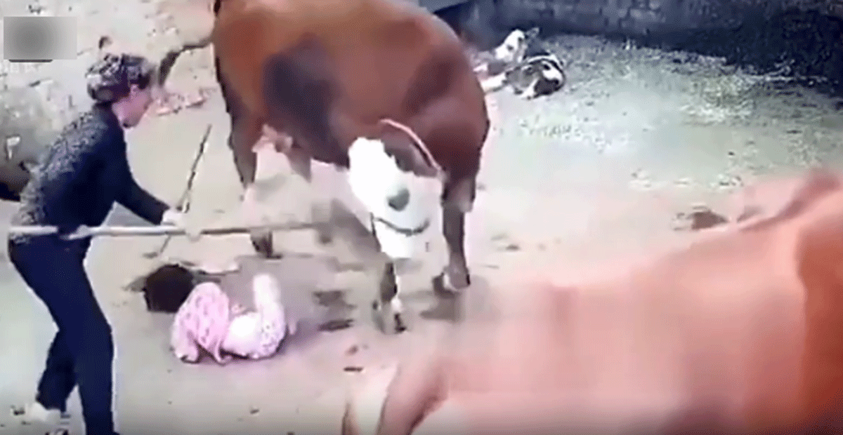 Bà cụ không màng nguy hiểm lao vào ôm chặt cháu gái và liên tục chịu những cú húc mạnh từ ‘bò điên’ 