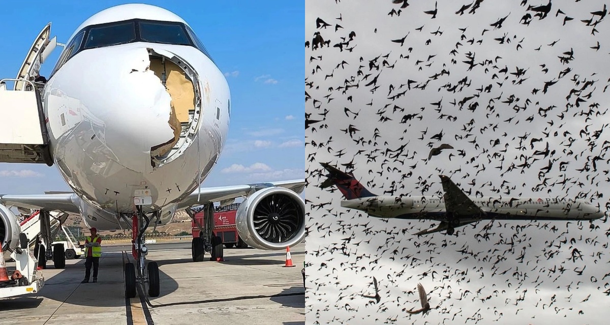 Chim trời ‘đâm’ Iberia giữa lúc cất cánh, mũi máy bay vỡ toang: Cơ trưởng buộc phải làm một việc khẩn cấp