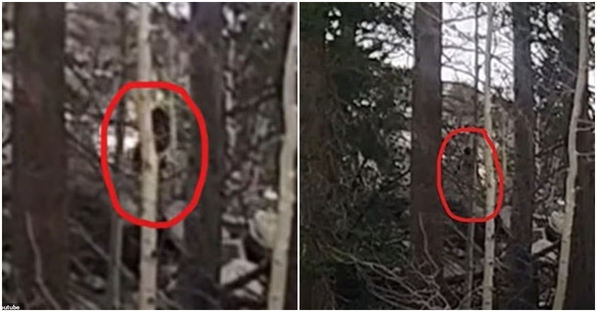 Video gây sốc ghi lại cảnh quái vật ‘Bigfoot’ chạy trong rừng giữa ban ngày khiến người đàn ông hoảng hốt