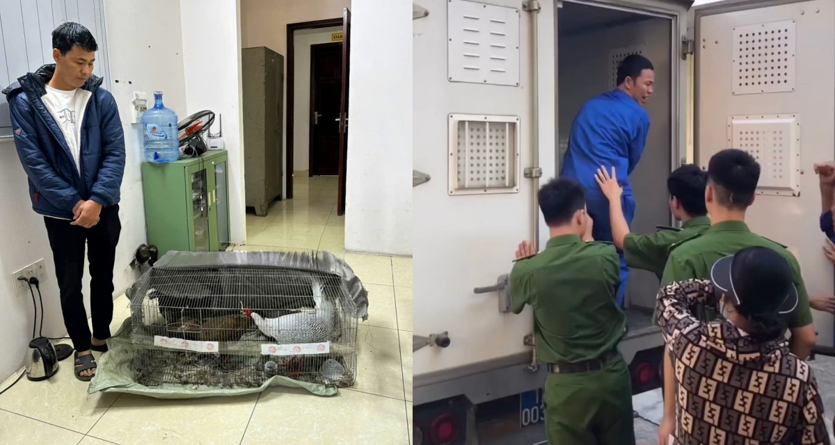 Quy định mới về gà lôi trắng thuộc danh mục nguy cấp: Bản án 6 năm tù vì nhân giống có quá cao?