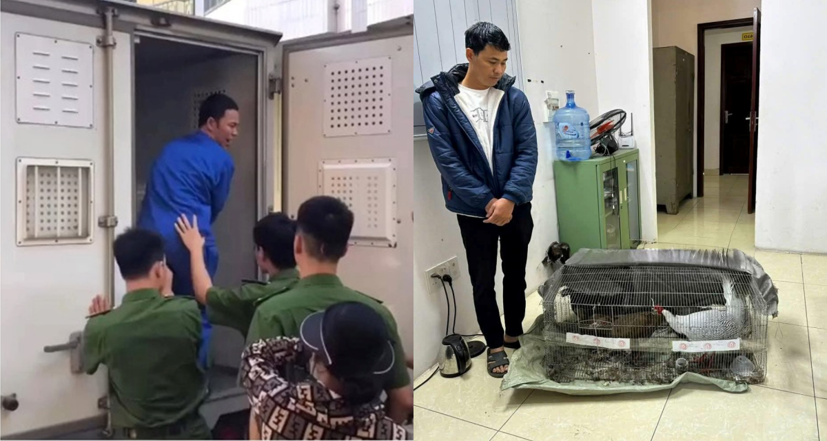 Thông tin nóng liên quan vụ người đàn ông lĩnh 6 năm tù vì nuôi bán gà lôi trắng, luật sư lên tiếng