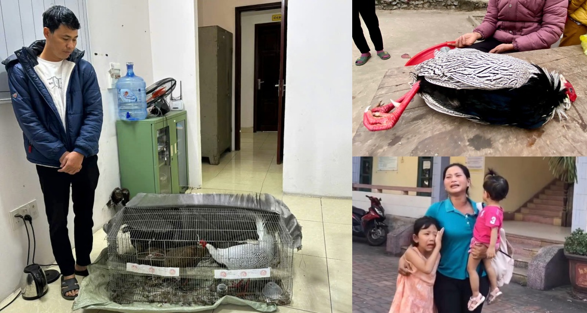 Vụ án gà lôi trắng ở Nghệ An: Bị cáo bất ngờ được tại ngoại, hé lộ tình tiết đảo chiều vụ xét xử