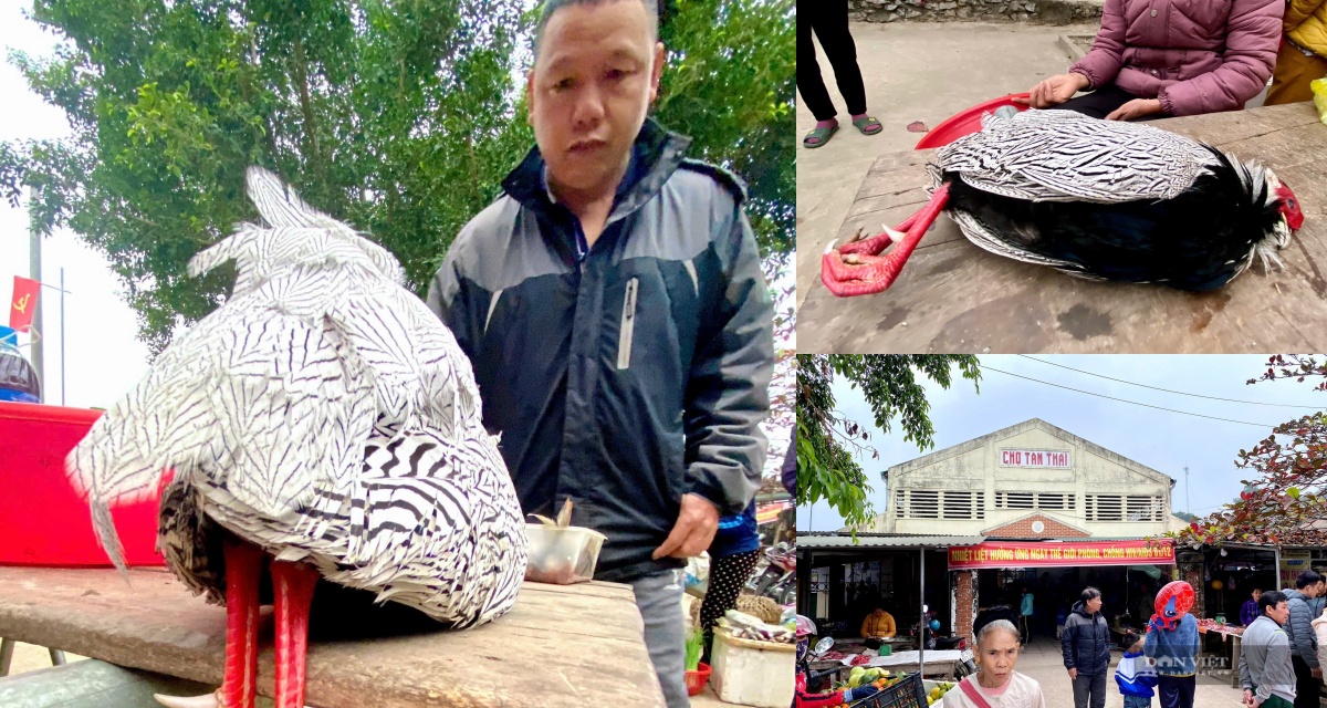 Gà lôi trắng quý hiếm từng bày bán công khai ở Nghệ An: Sự thật hé lộ từ phiên chợ vùng cao