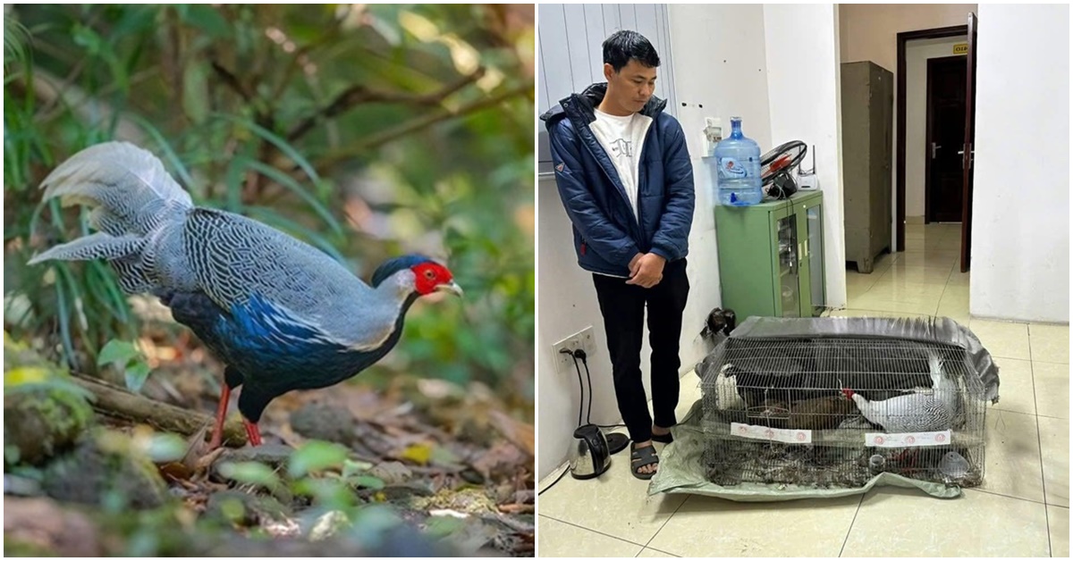 Lĩnh án 6 năm tù vì nuôi 13 con gà lôi trắng: ‘Vi phạm 1 con cũng bị truy tố’, cái giá đắt của sự thiếu hiểu biết