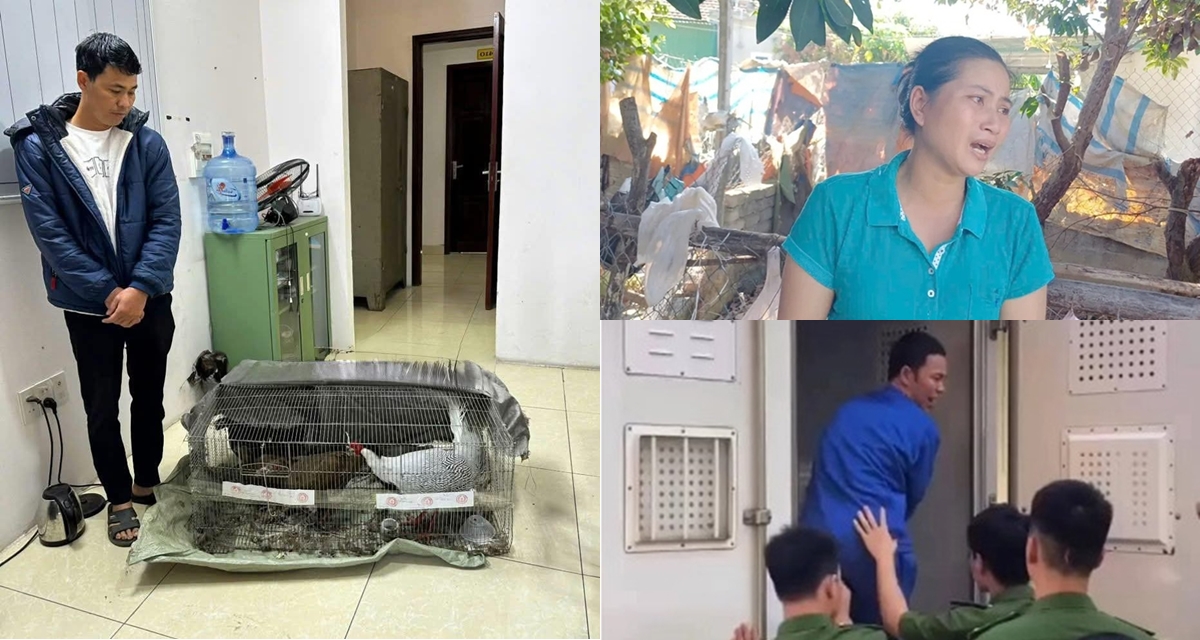 Tin vui cho người đàn ông lĩnh 6 năm tù vì nuôi bán gà lôi trắng, Chánh án TAND Hưng Yên lên tiếng về mức án