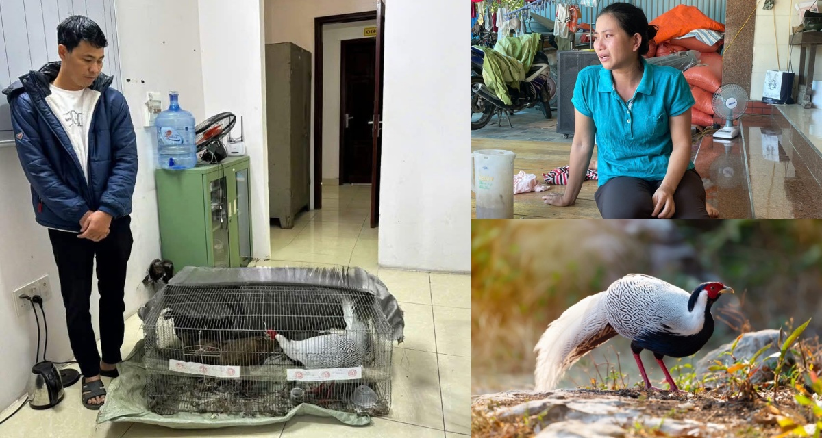 6 năm tù vì nuôi gà lôi trắng: Chính quyền lên tiếng, tình tiết khiến cả xóm Nghệ An xin giảm án