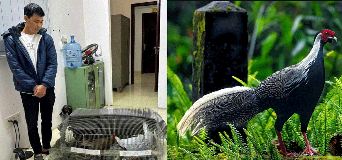 Hé lộ thông tin nóng về người đàn ông mua 10 con gà lôi trắng của anh Thái Khắc Thành