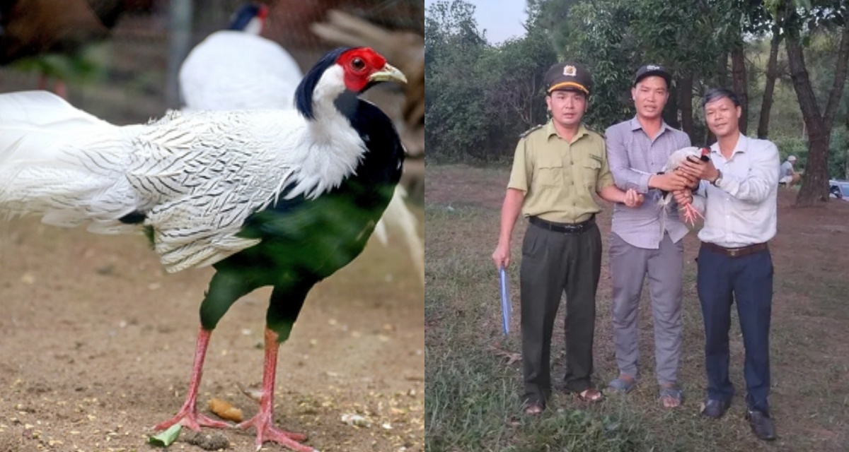 Gà lôi trắng quý hiếm bất ngờ bay lạc vào quán nước ở Huế, cách xử lý không ngờ của chủ quán 