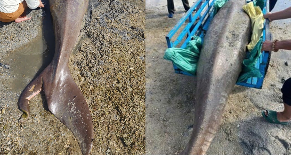 ‘Nàng tiên cá’ 300kg kiệt sức nằm ở bờ biển Côn Đảo, người dân nỗ lực cứu sống nhưng bất thành