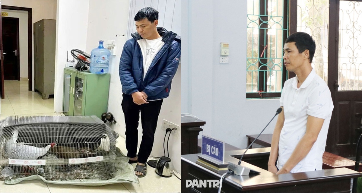 Hé lộ số phận của 13 con gà lôi trắng trong vụ Thái Khắc Thành ở Nghệ An, 5 con đã không còn