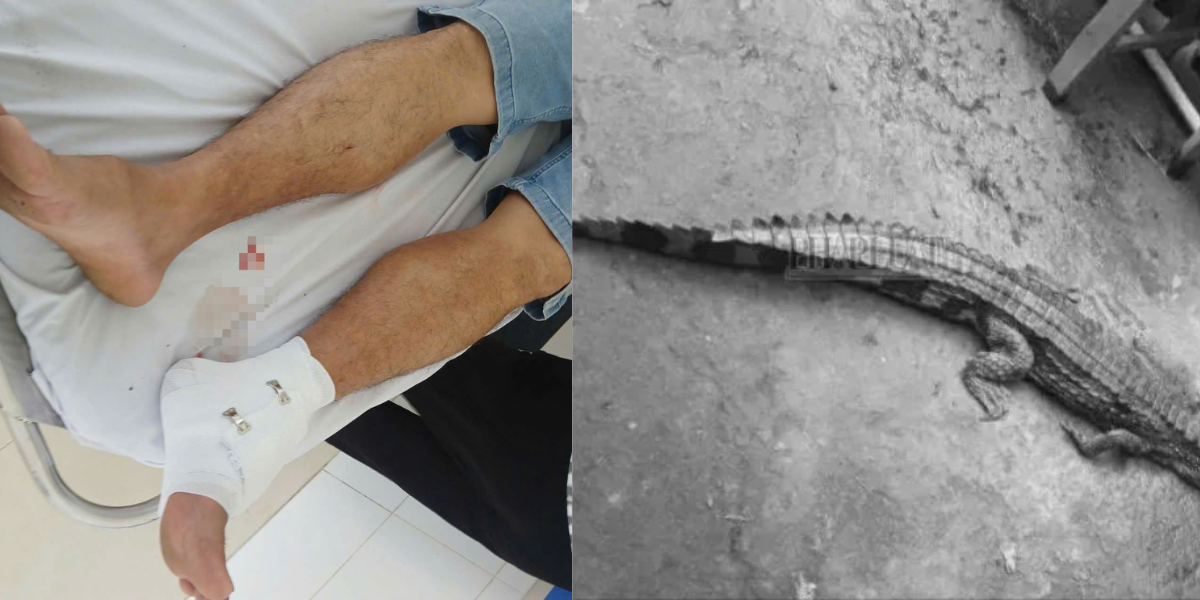 Hé lộ sai phạm trong vụ cá sấu sổng chuồng ở Tây Ninh: Chủ nuôi đối mặt mức phạt khủng