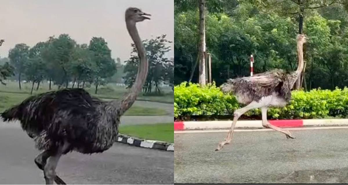 Bất ngờ số phận con đà điểu xổng chuồng lao vun vút giữa đường phố TP.HCM, chủ sở hữu là ai?