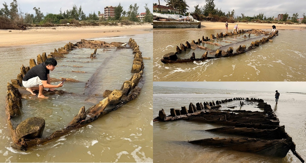 ‘Bảo vật’ cực hiếm lộ rõ sau mưa bão ở bờ biển Hội An, lực lượng chức năng khoanh vùng bảo vệ