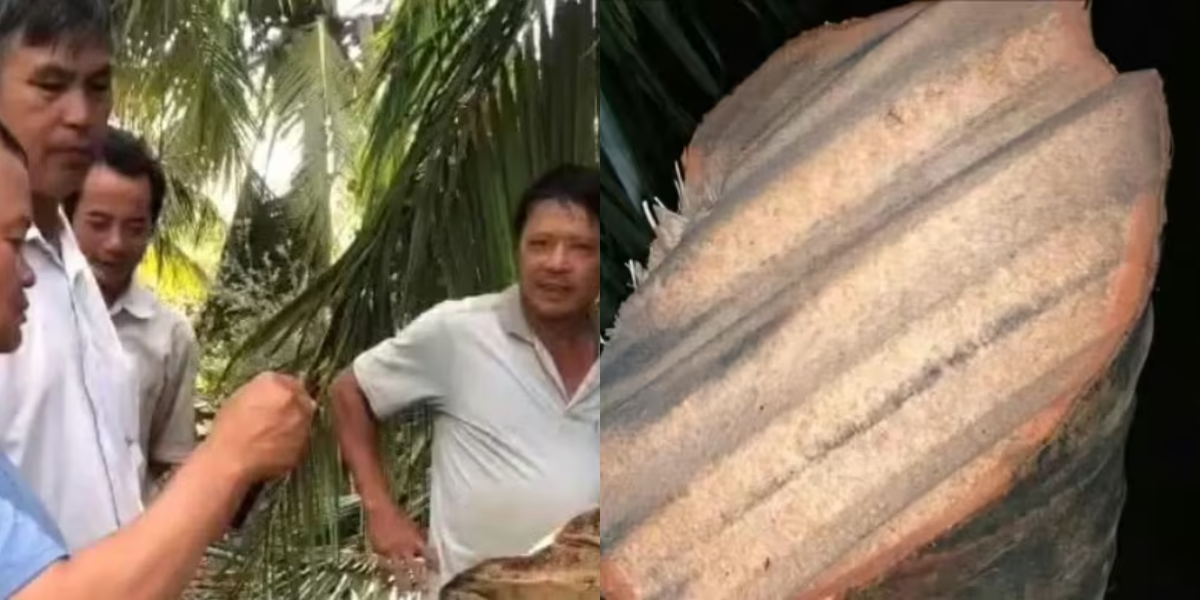 Chủ nhân video tôn bay cắt đứt cây dừa 6 triệu view lên tiếng xác minh thực hư sự việc