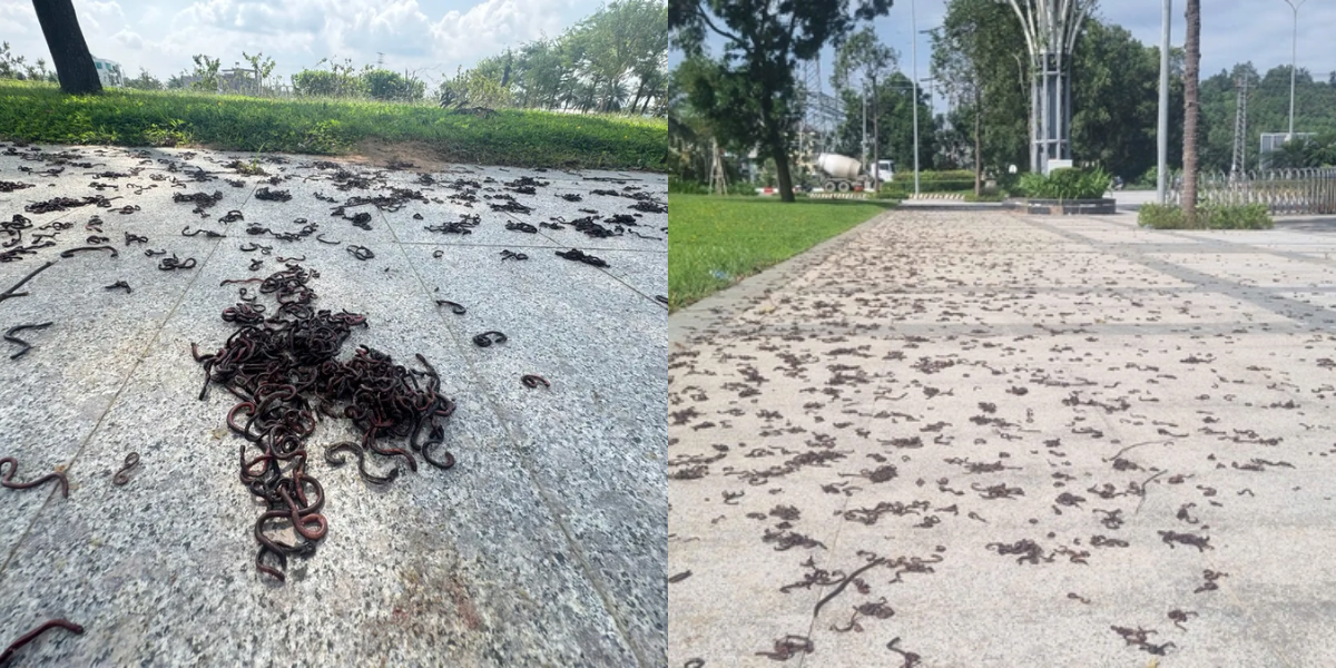 Quảng Ngãi: Kinh hãi hình ảnh hàng ngàn con giun bò lên đường, chết la liệt ở khu đô thị, nguyên nhân do đâu?