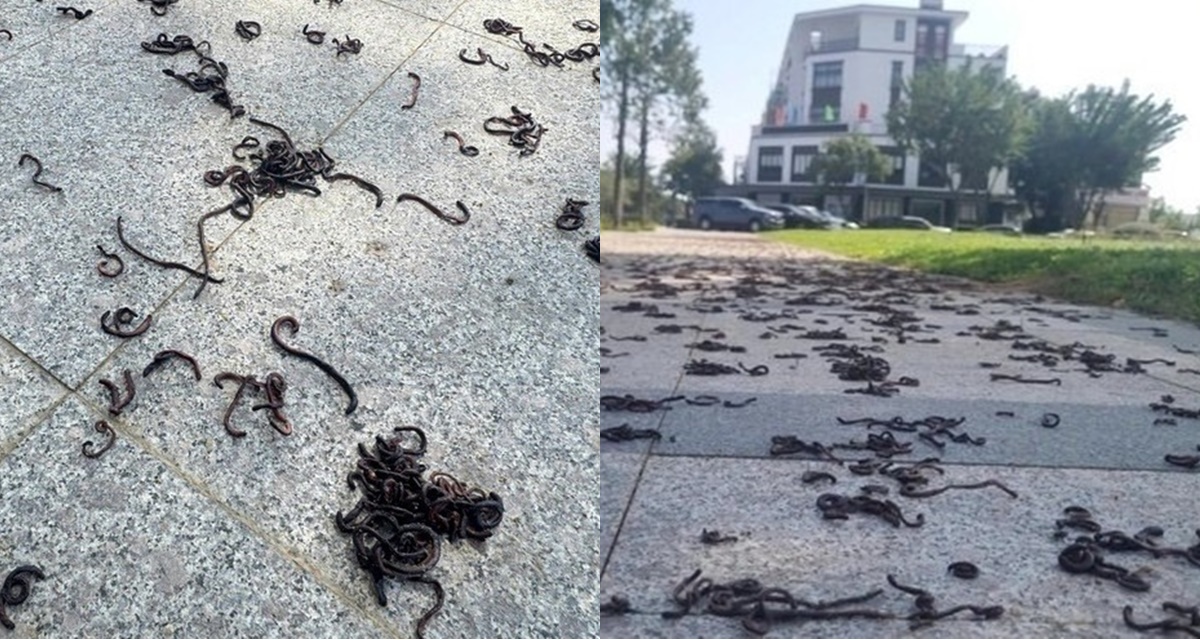 Nguyên nhân hàng nghìn con giun đất bò lổm ngổm rồi chết khô trên vỉa hè ở Quảng Ngãi