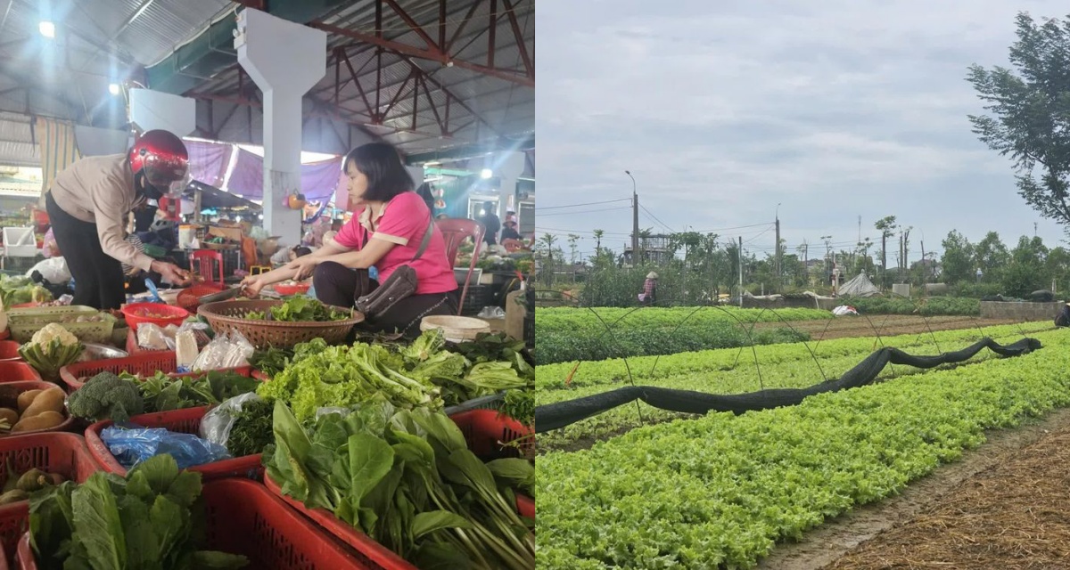 Giá rau củ tăng giá ‘chóng mặt’ sau mưa lũ: Thị trường lao đao, nỗ lực tái sản xuất gấp rút