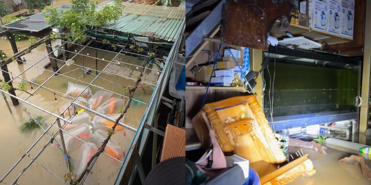 Mưa lũ dâng cao tại miền Trung, chủ vựa cá Koi khóc nghẹn: ‘Cảm giác bất lực lắm!’