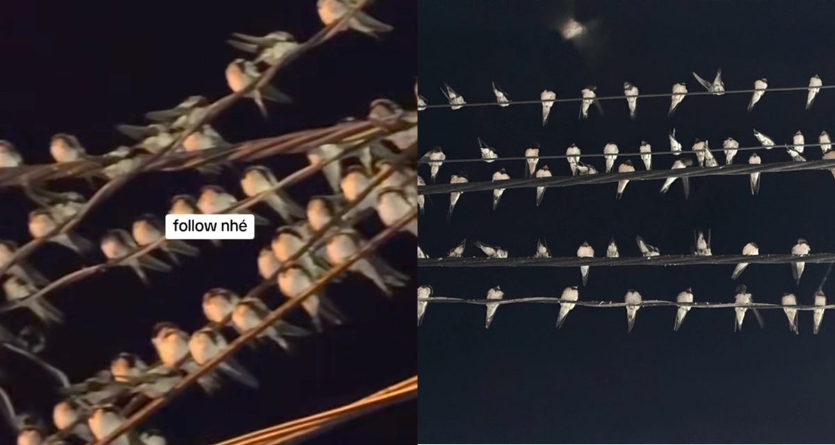 Nguyên nhân hiện tượng lạ hàng nghìn con chim én đậu chằng chịt trên dây điện ở Cần Thơ
