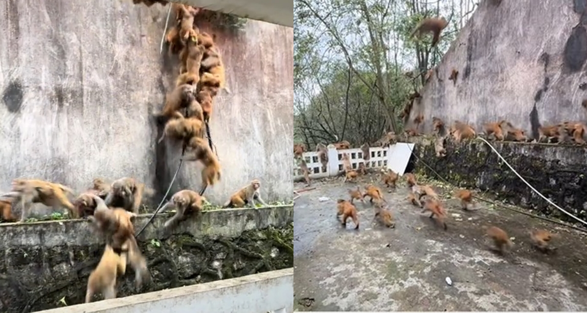 Cảnh tượng kinh hoàng hàng trăm con khỉ bỏ chạy lao xuống núi khiến ai nấy nổi da gà, đã tìm ra lý do