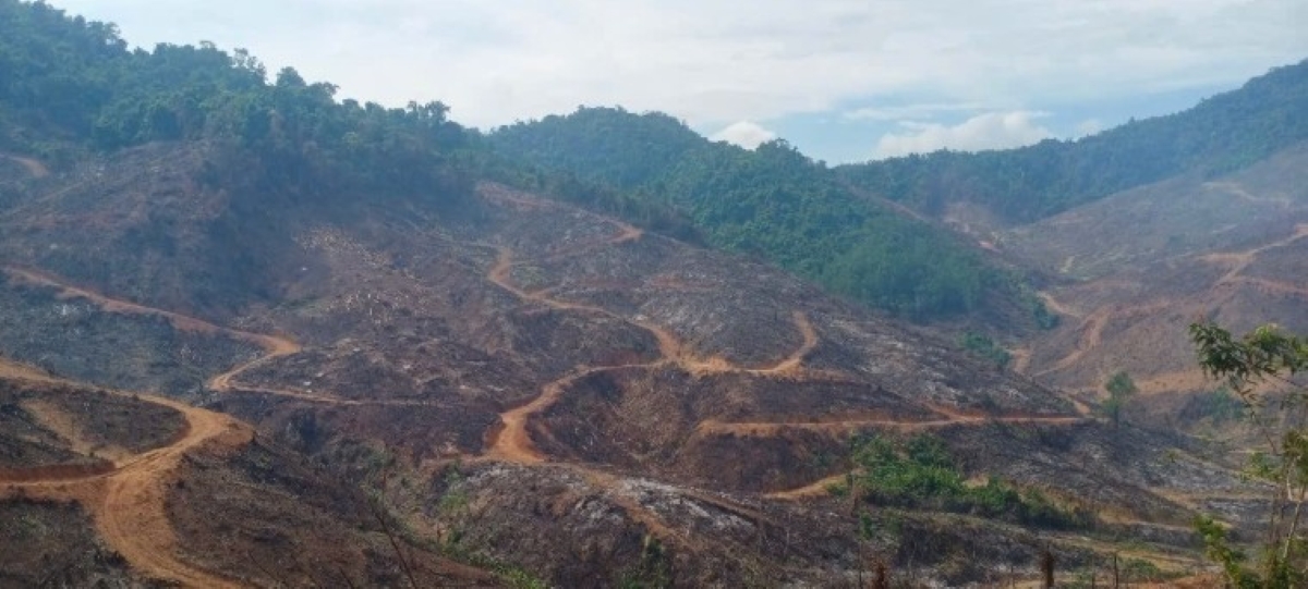 Gần 100 ha rừng bị xâm hại nghiêm trọng ở Gia Lai: Công an khởi tố vụ án