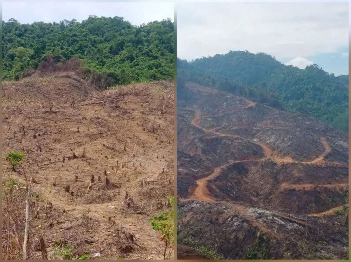 Hé lộ nguyên nhân khiến vụ 98h ha rừng bị xâm hại không được xử lý kịp thời